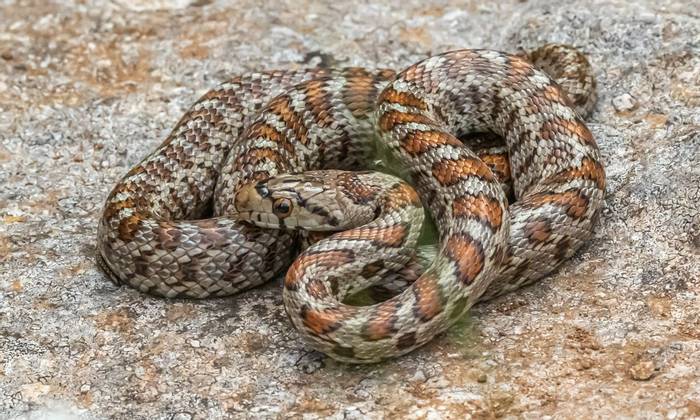 leopard snake