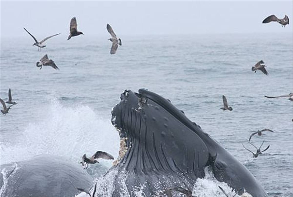 Humpback lunge feeding (Peter Dunn)