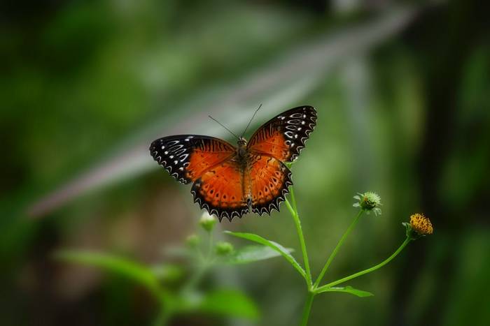 Red Lacewing butterfly, Papua New Guinea shutterstock_744866245.jpg