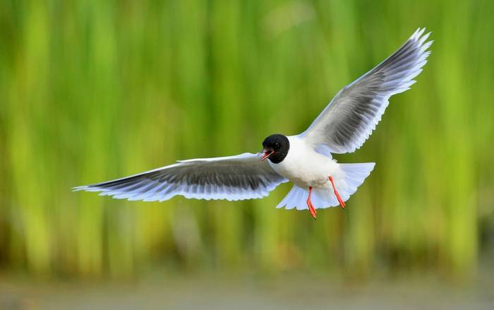 Little Gull shutterstock_337813352.jpg