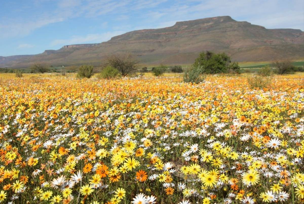 Wild Flowers Namaqualand South Africa Shutterstock 543365341