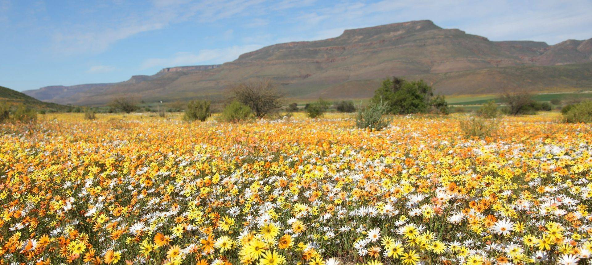 Wild Flowers Namaqualand South Africa Shutterstock 543365341