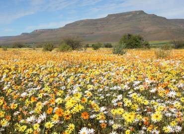 The Wild Flowers of the Cape & Namaqualand