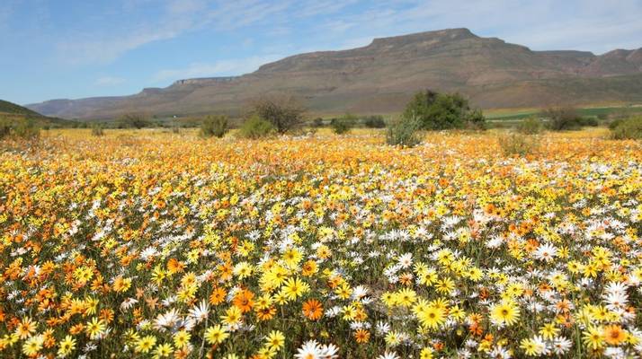 Wild Flowers Namaqualand South Africa Shutterstock 543365341