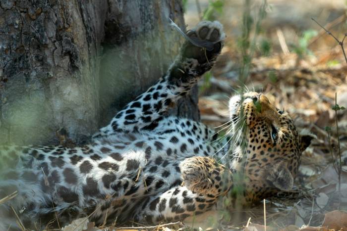 Leopard © Will Crombie, October '25 tour (2).jpg