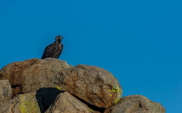 Cinereous Vulture (Matthew Capper)