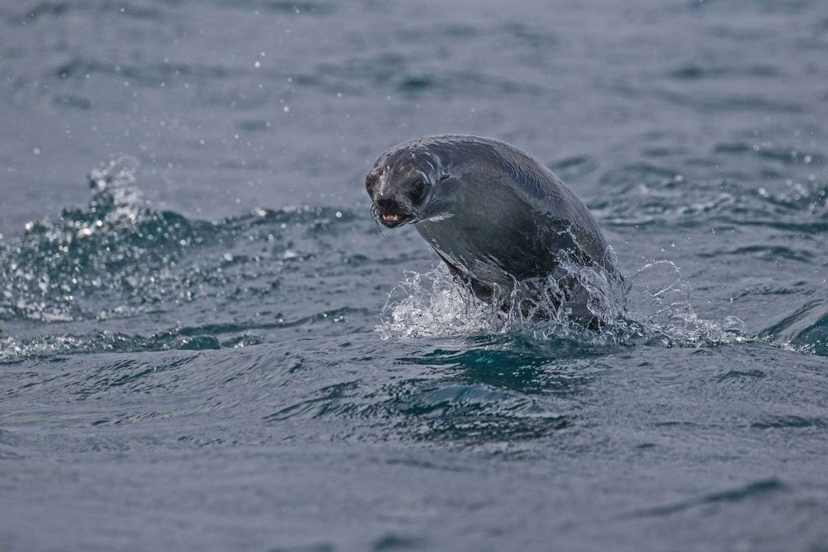 Antarctic Fur Seal (Tony Marsh)