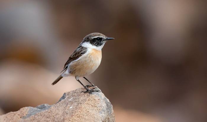 Canary Islands Stonechat, Fuerteventura © Brian Small.jpg