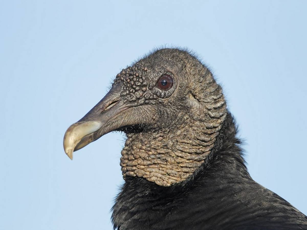 American Black Vulture (Kevin Elsby)