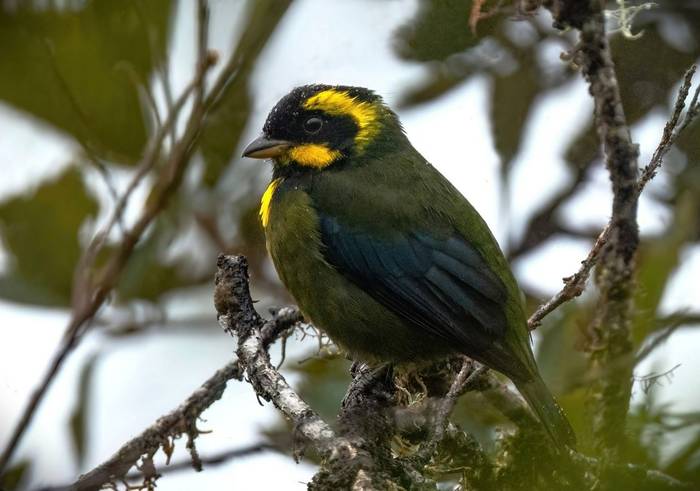 Gold-ringed Tanager (Ian Hilton).jpg