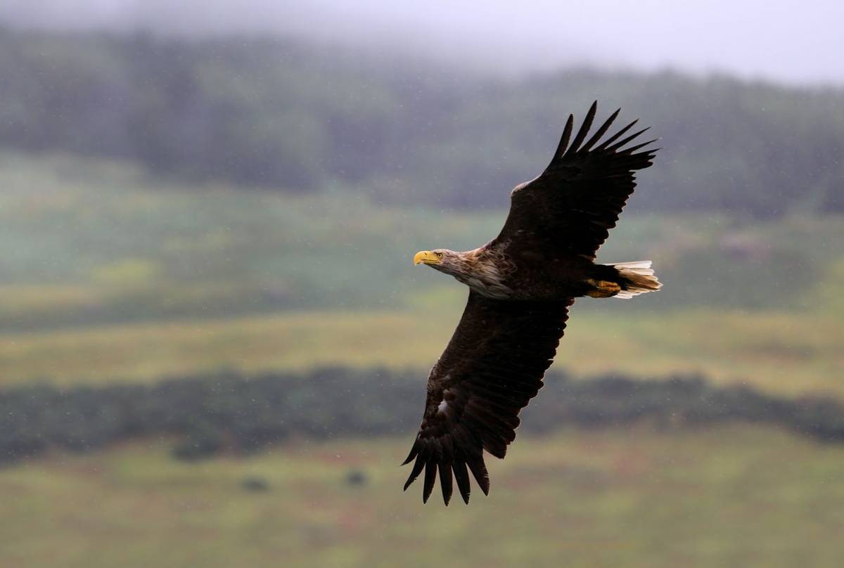 White Tailed Eagle Shutterstock 211991923