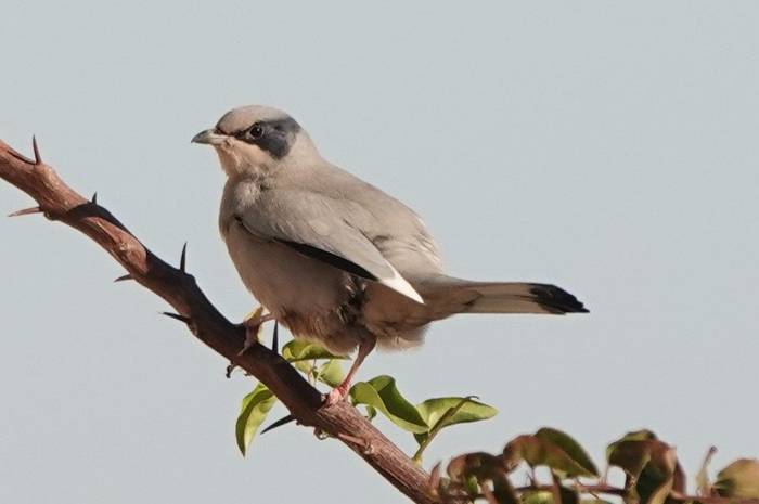 Hypocolius © Martin Pitt, January 2026 tour