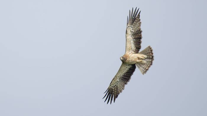Booted Eagle.jpg