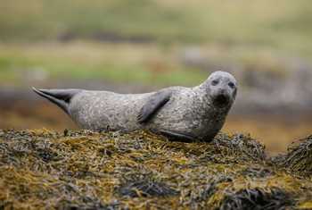Grey Seal, UK, shutterstock_216900613.jpg