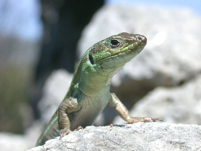 Peloponnese Wall Lizard.JPG