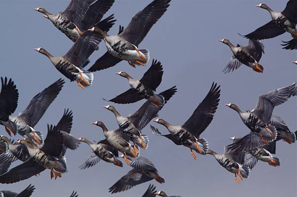 Greater White Fronted Geese Shutterstock 114021949