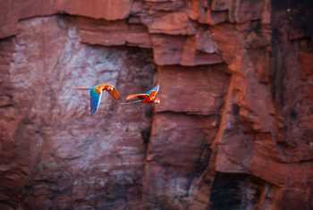 Macaws, Buraco das araras