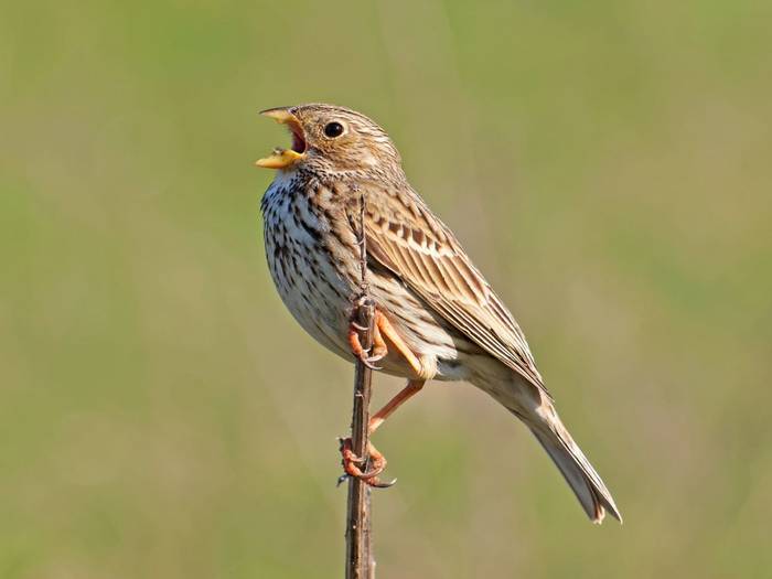 Corn Bunting shutterstock_269232155.jpg