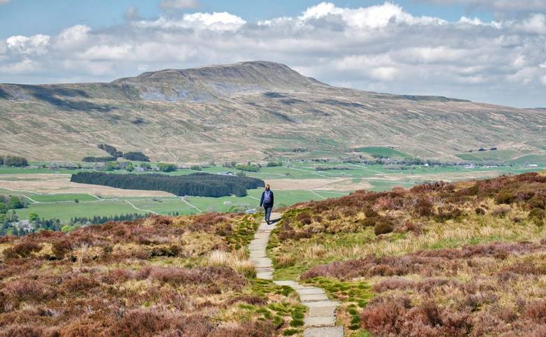 A lone walker on a stone path, heading to Chapel-le-Dale and Whernside in the Yorkshire Dales in the UK