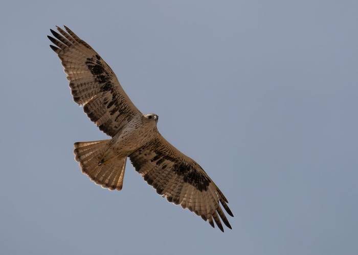 Bonelli's Eagle © Chris Griffin