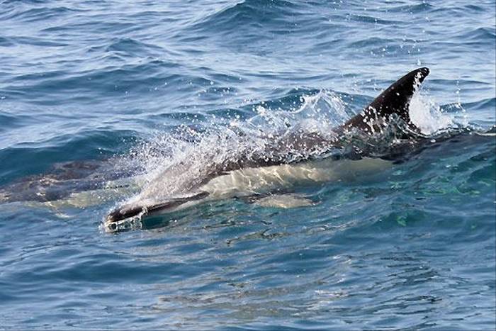 Common Dolphin (John Willsher)