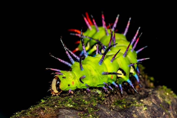 Rainforest Caterpillar © Francisco Munoz