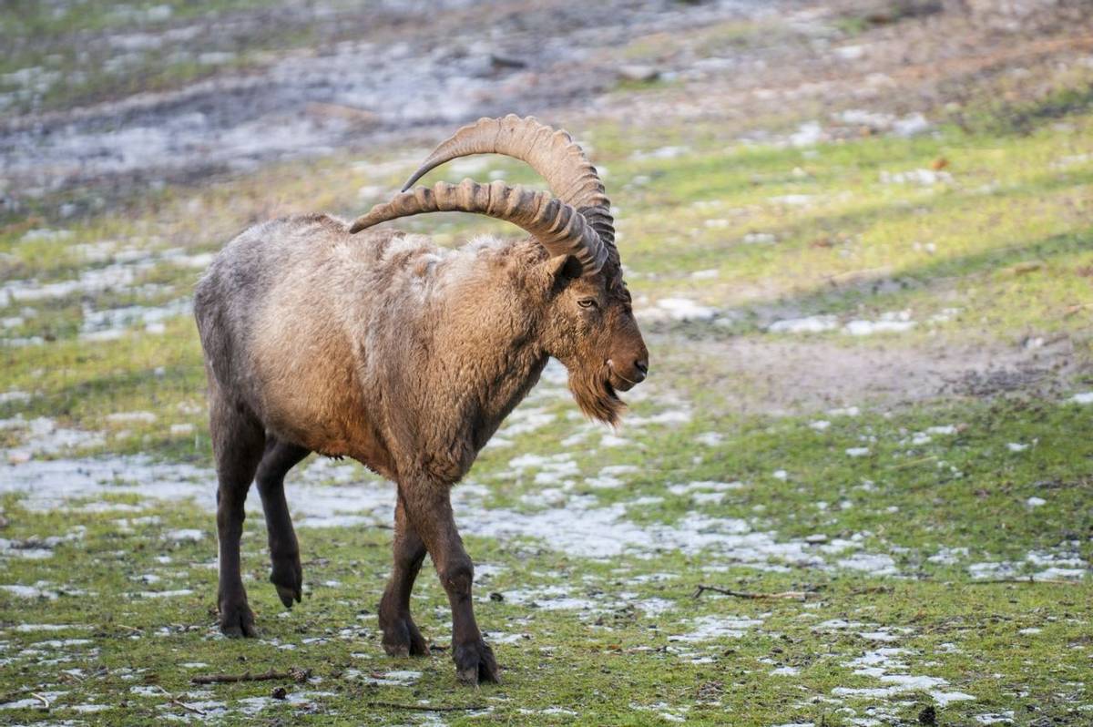 Pamir Ibex