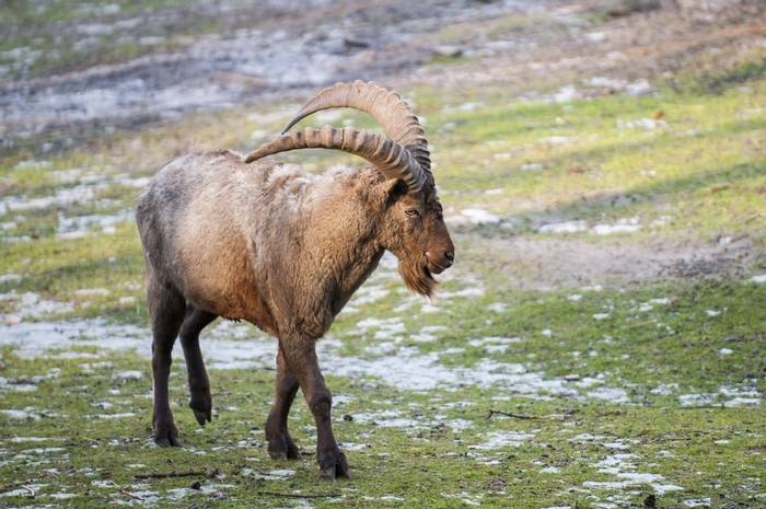 Pamir Ibex