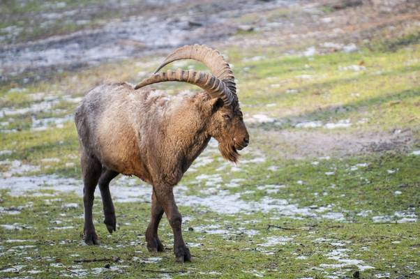 Pamir Ibex