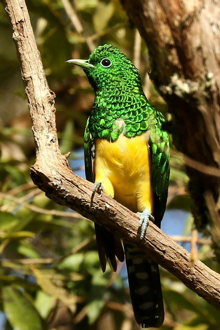 African Emerald Cuckoo shutterstock_1274442949.jpg