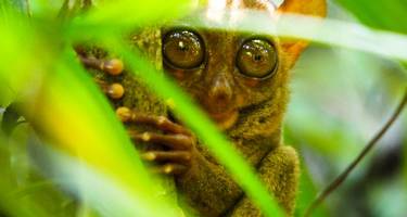 lemur peering through foliage 