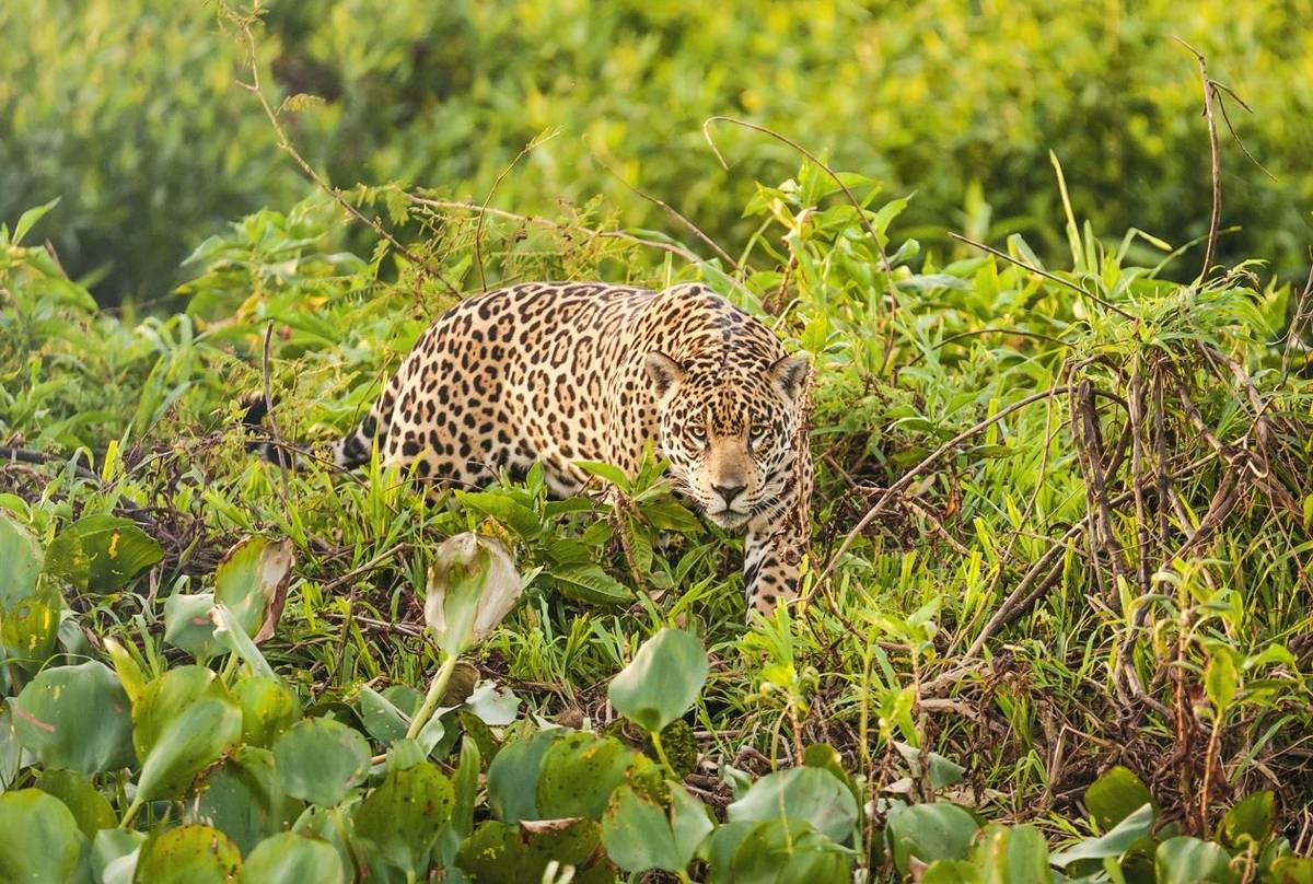 Jaguar, Brazil