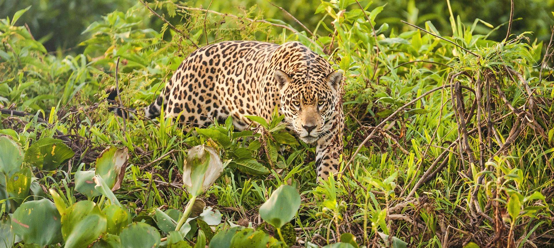 Brazil (Jaguar)