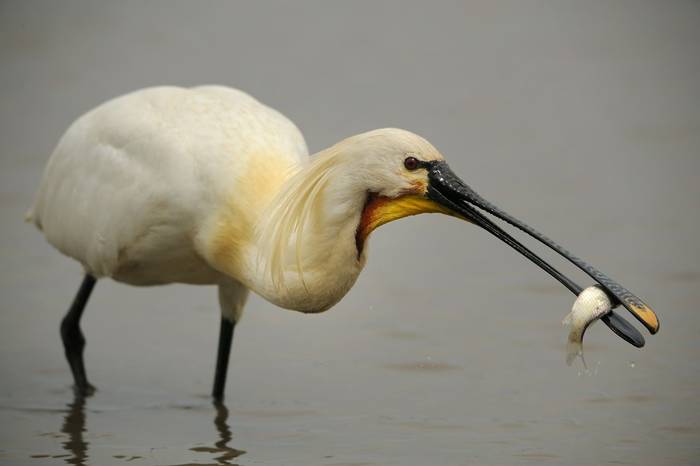 Spoonbill shutterstock_164904029.jpg