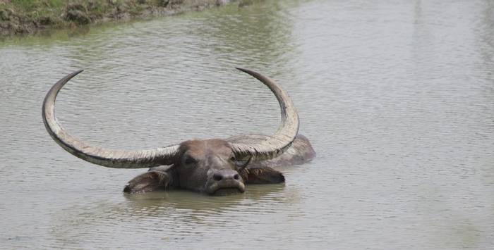 Water Buffalo (Liz Seeber)