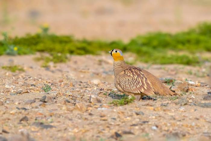 Crowned Sandgrouse