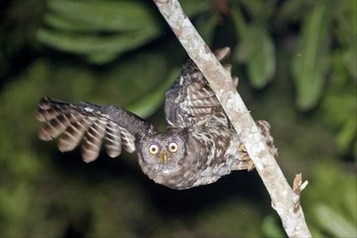 Akun Eagle Owl (Arthur Grosset)