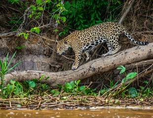 Brazil - Just Jaguars!