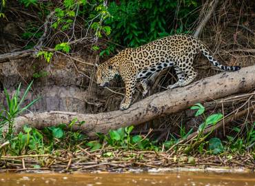 Brazil - Just Jaguars!