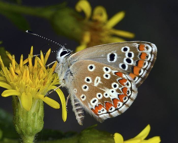 Southern Brown Argus, Spain shutterstock_359957318.jpg