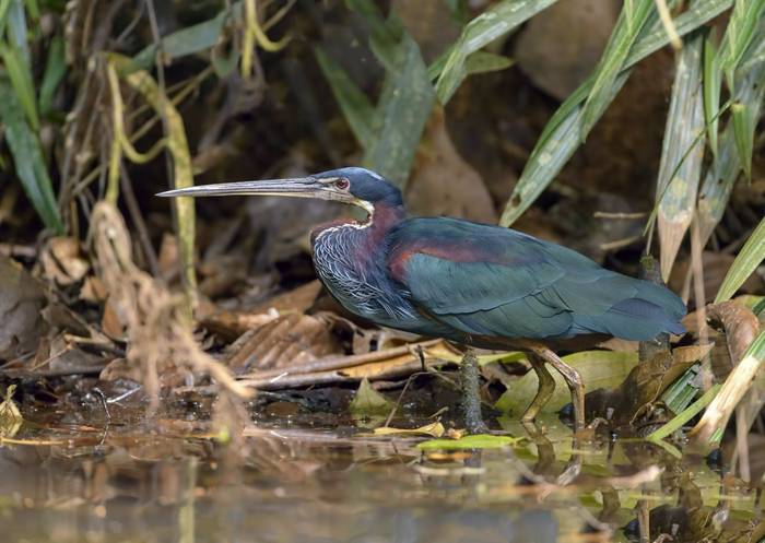 Agami Heron shutterstock_563809402.jpg