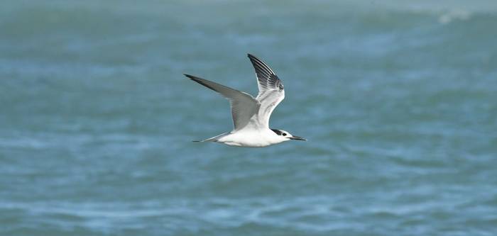 Sandwich Tern shutterstock_1265647357.jpg