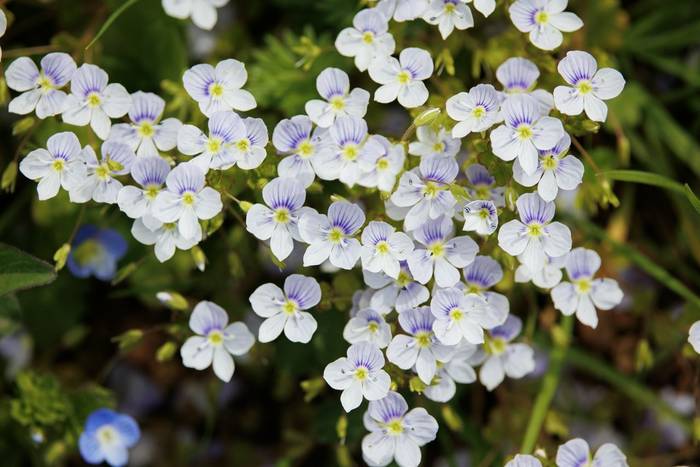 Slender Speedwell © Giorgi Natsvlishvili, May 2026