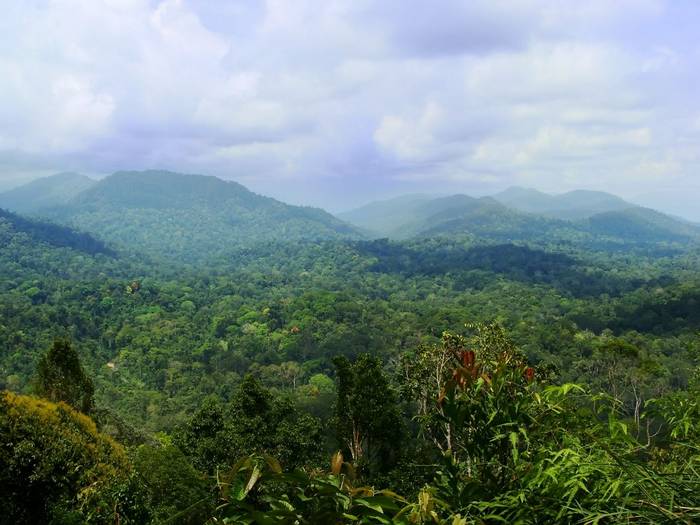 Rainforest in Taman Negara National Park