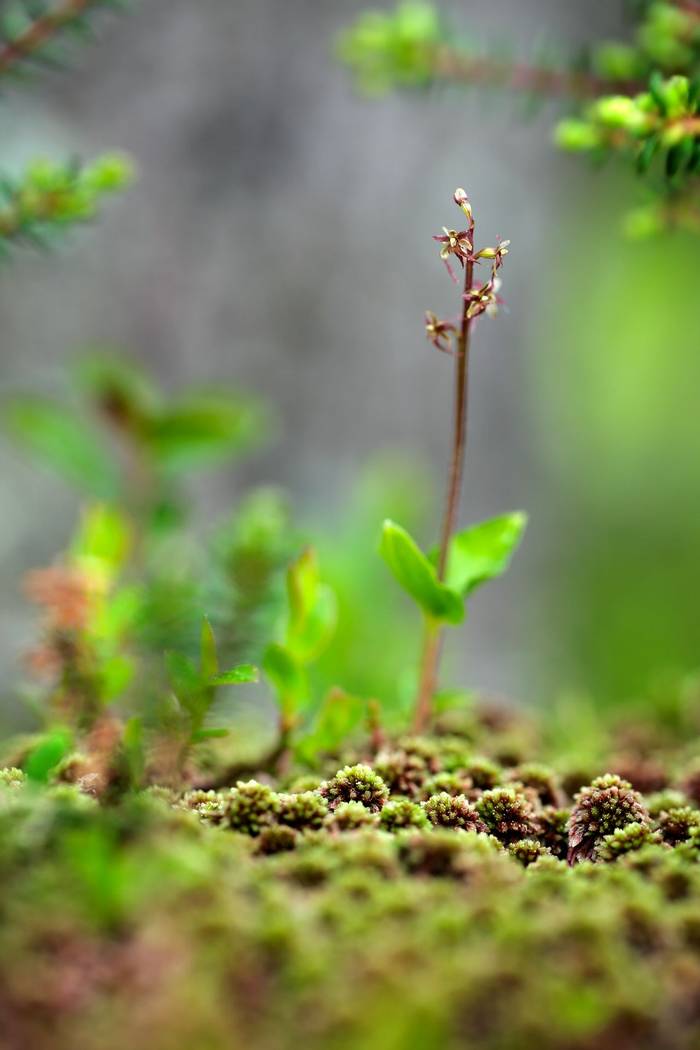 Lesser Twayblade, Scotland shutterstock_1138955192.jpg