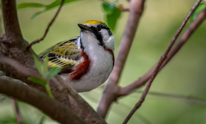 Chestnut-sided Warbler, Ohio shutterstock_1335069737.jpg