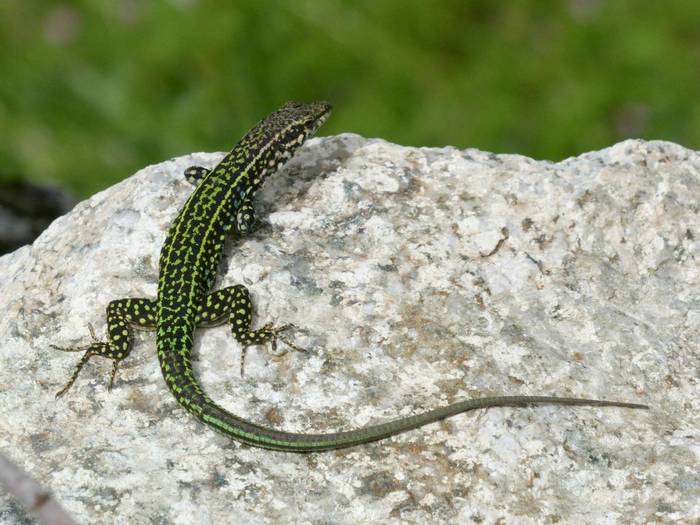 Tyrrhenian Wall Lizard (Podarcis tiliguerta) © John Willsher