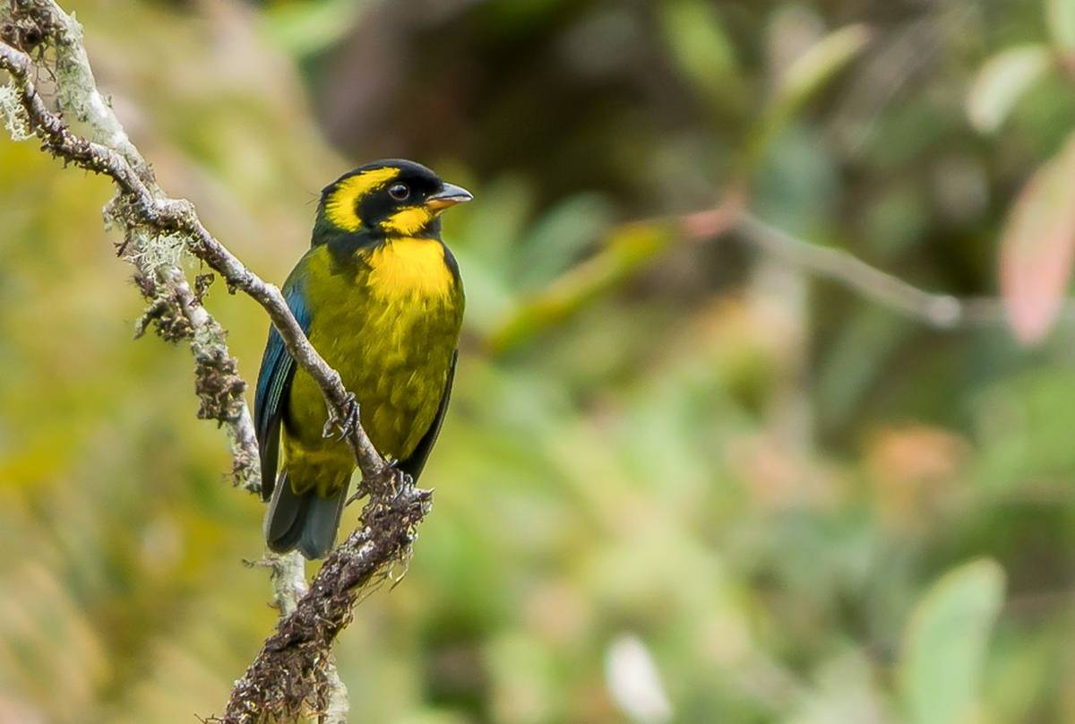 Gold-ringed Tanager