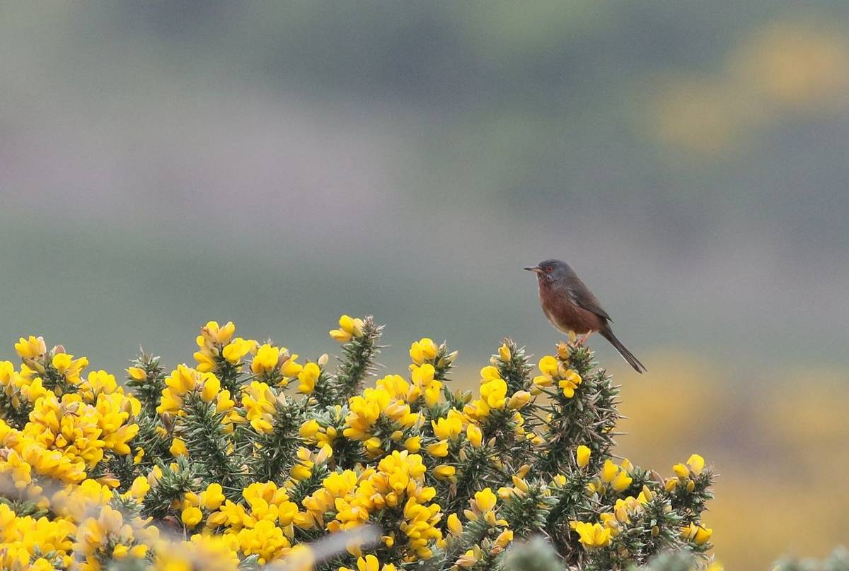 Dartford Warbler (Martin Batt)
