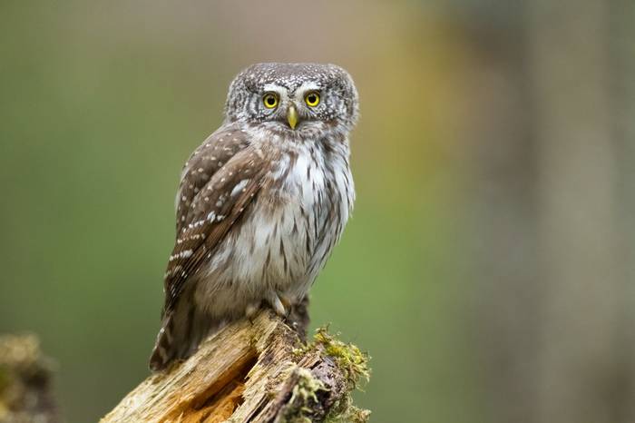 Pygmy Owl